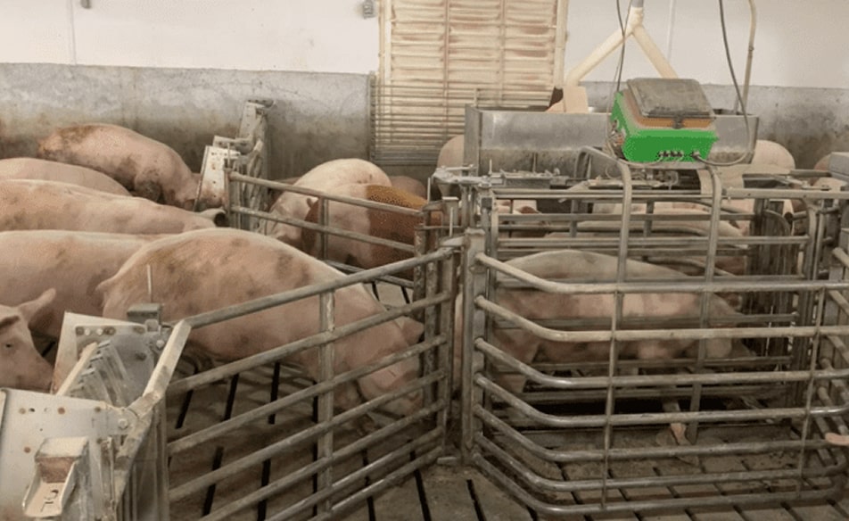 Pigs In Roller Gates