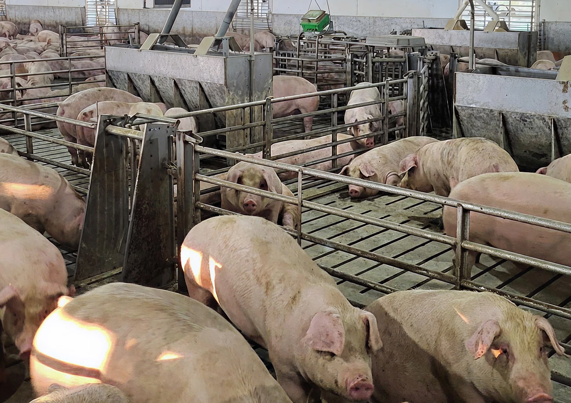 Prosort Advantage Background