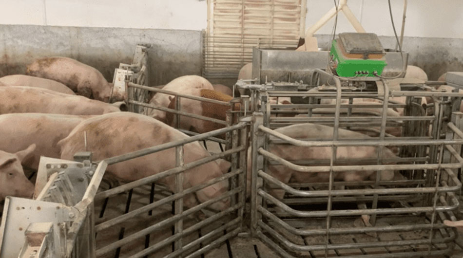 Prosortimage1 696x415